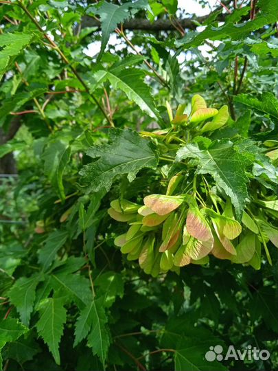 Клен Гиннала