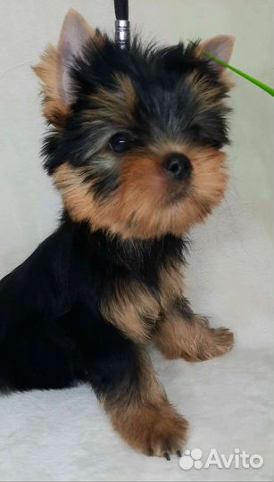 Йорк мини кобель