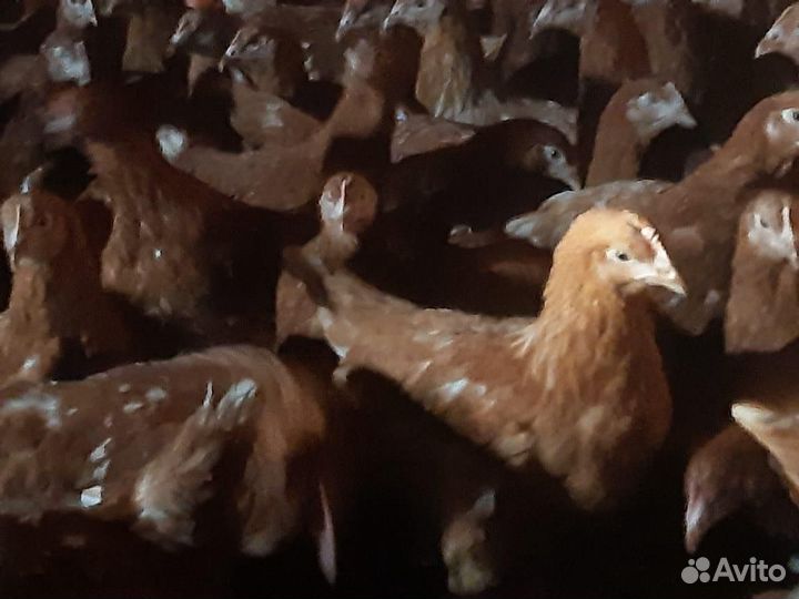 Куры Несушки