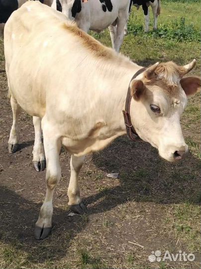 Нетель Швиц+Джерси