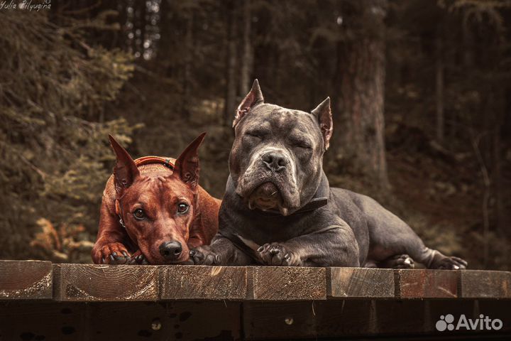 Фотограф анималист