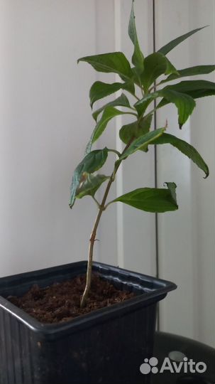 Гортензия Пиксио однолетка