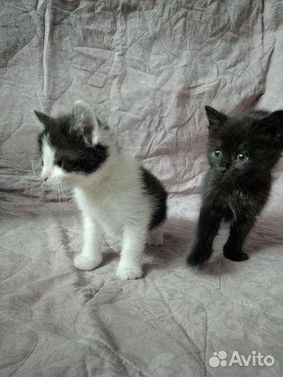 Плюшевые котята в дар