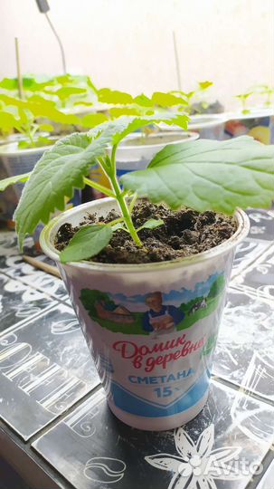 Саженцы Павловнии