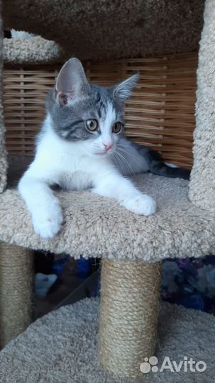 Котята (мальчики)