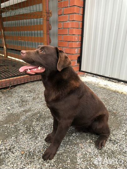 Кобель вязка