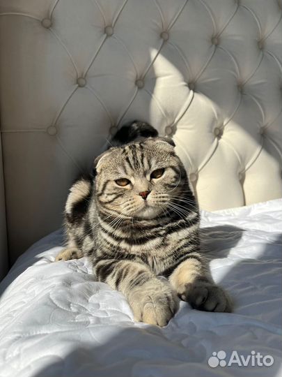 Шотландский кот вязка