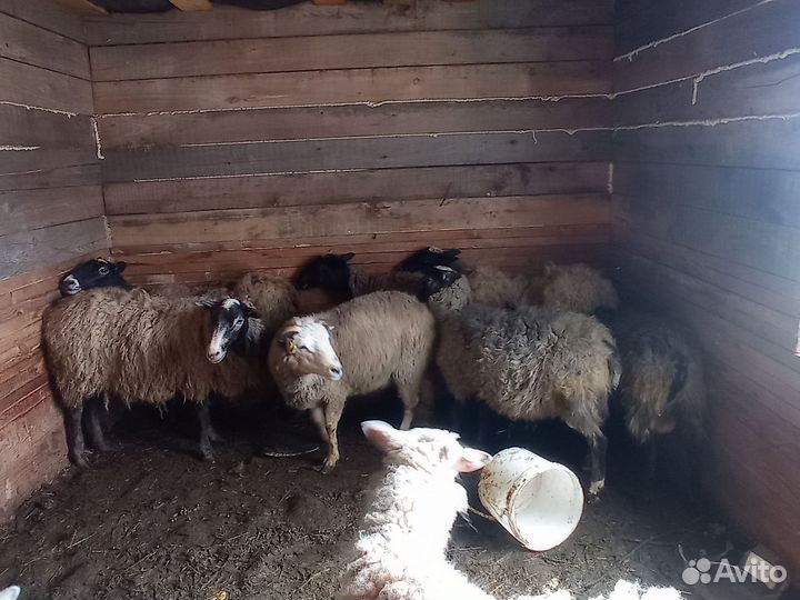 Овцы бараны