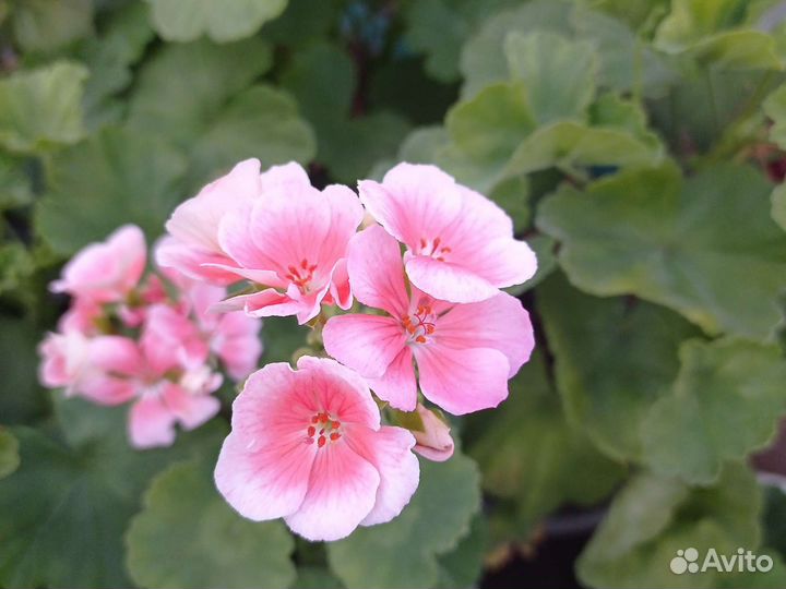 Пеларгония герань