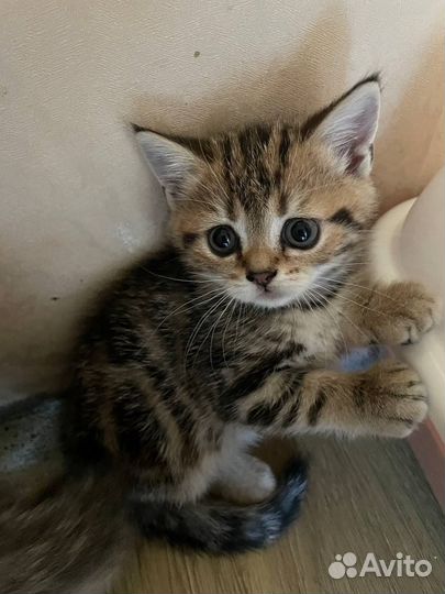 Шотландские котята