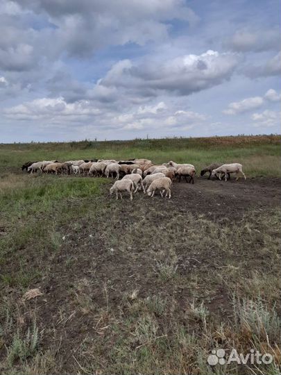 Овцы матки ягнята