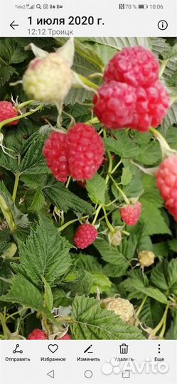 Малина, сорт Атлант, рано созревают, до глубокой о