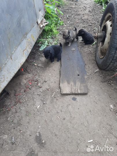 Отдам щенков