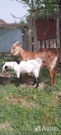 Дойная нубийская коза, козлята нубийские и камори