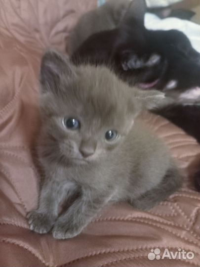Котята сиамки (помесь)