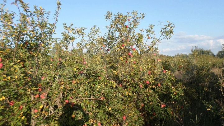 Участок 72 сот. (СНТ, ДНП)