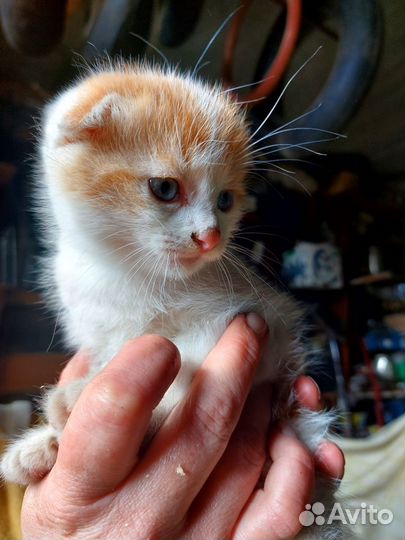 Котенок вислоухий в дар