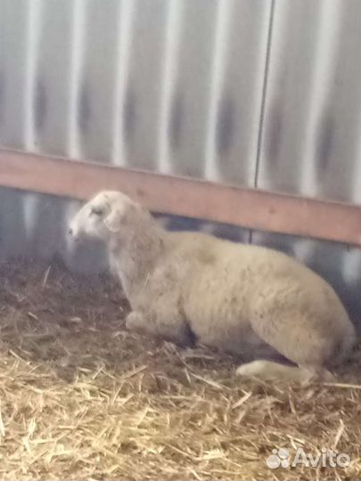 Продаются баранчики