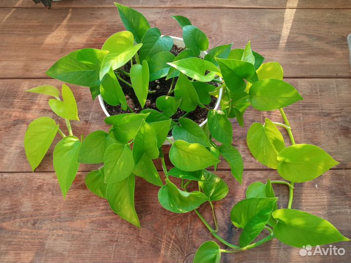 Сциндапсус эпипремнум