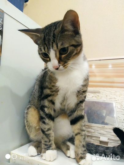 Котята бесплатно