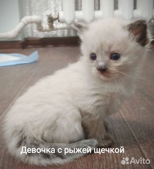 Кошка в дар бесплатно