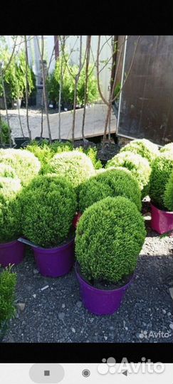 Туи можжевельники