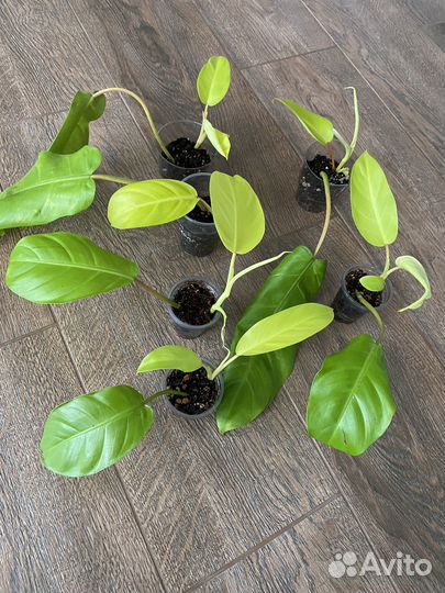 Филодендрон малай голд