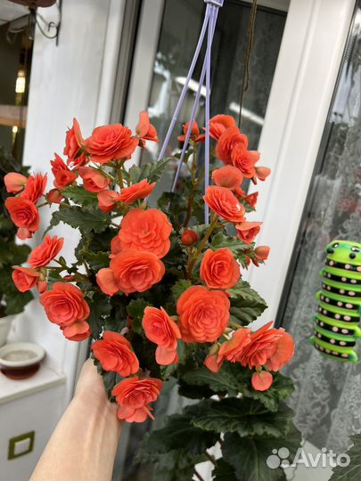 Бегония Элатиор Fun Orange