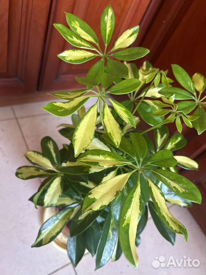 Шефлера Герда