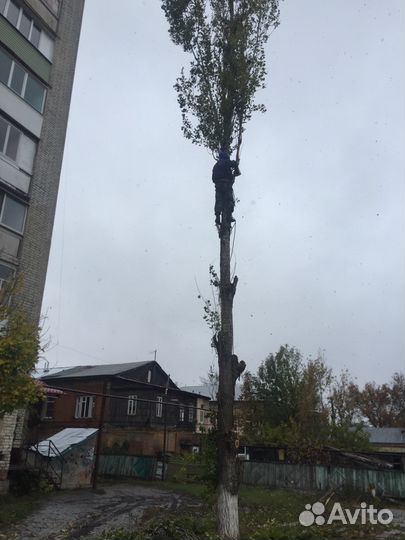 Спил деревьев