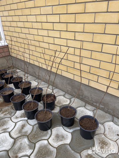 Скумпия кожевенная пурпурная Royal Purple