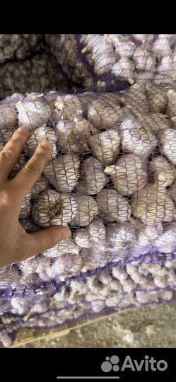 Семенной озимый чеснок Любаша, Богатырь. Семена