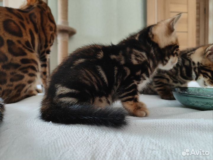 Бенгальские котята от чистокровных бенгалов