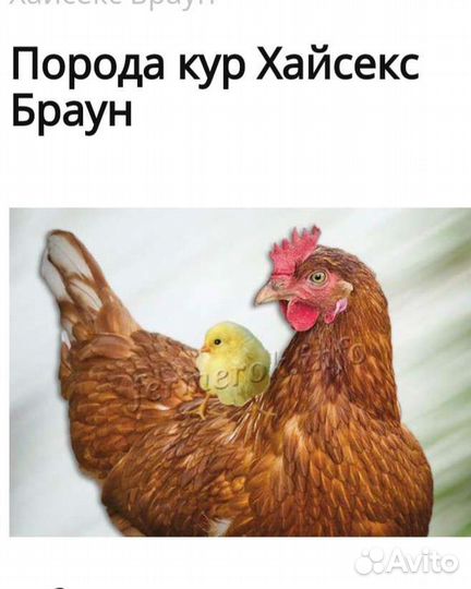 Цыплята Хайсекс Браун