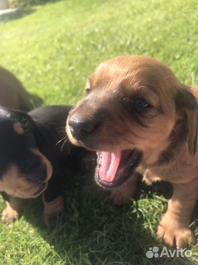 Щенок таксы