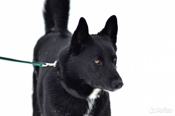 Собака из приюта ждет семью