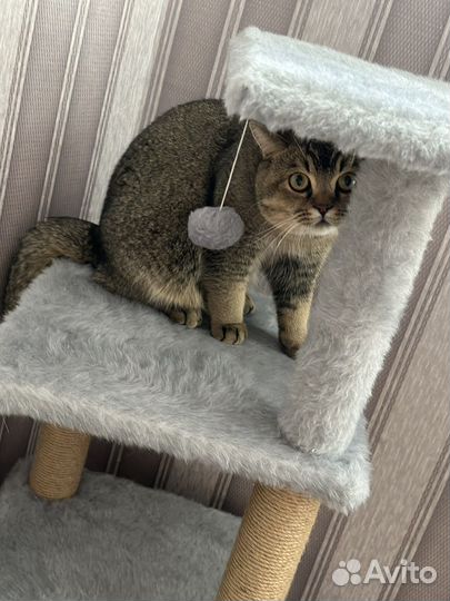 Шотладский кот вязка