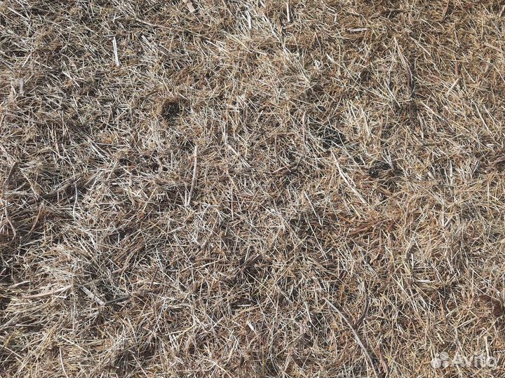 Овцы Ярки бараны барашки Ягнята