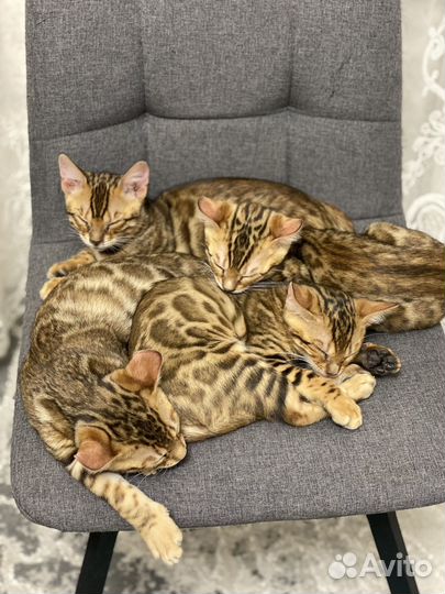Бенгальские котята
