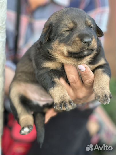 Щенок в добрые руки бесплатно