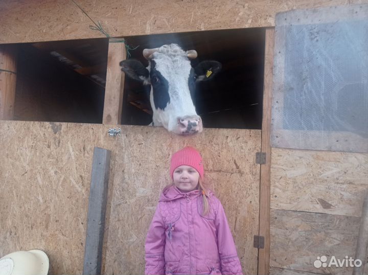 Корова стельная дойная Томская обл. с. Зырянское