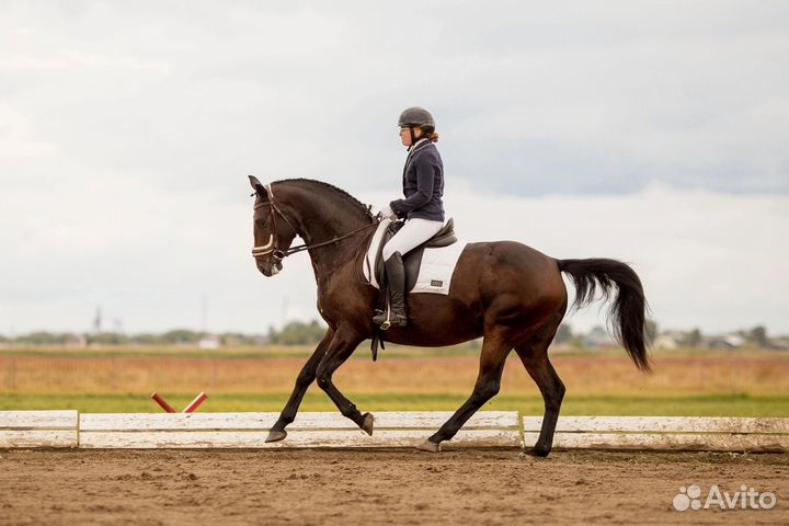 Спортивная кобыла, Уэльский пони, Орлов. ж
