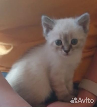 Кошки бесплатно
