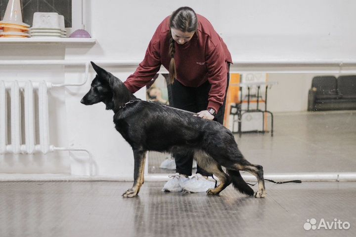 Кинолог / хендлер / дрессировка собак