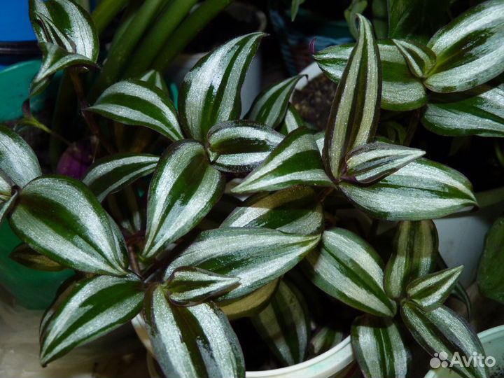 Комнатные растения