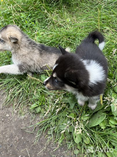 Щенок хаски