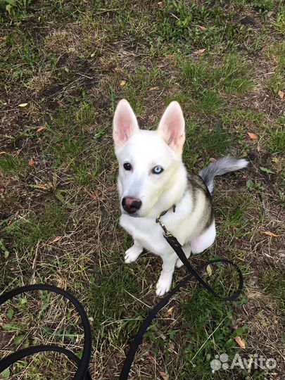 Хаски в добрые руки