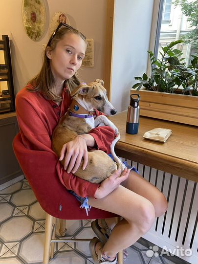 Передержка собак