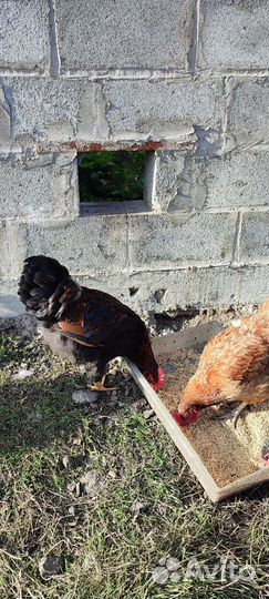 Молодые петухи кохинхин, китайский шелковый