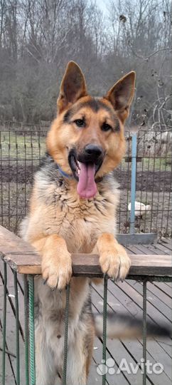 Собака немецкая овчарка кабель